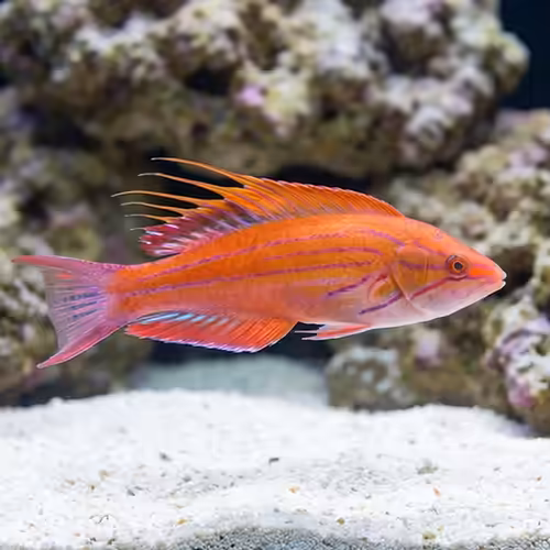 Blue Flasher Wrasse