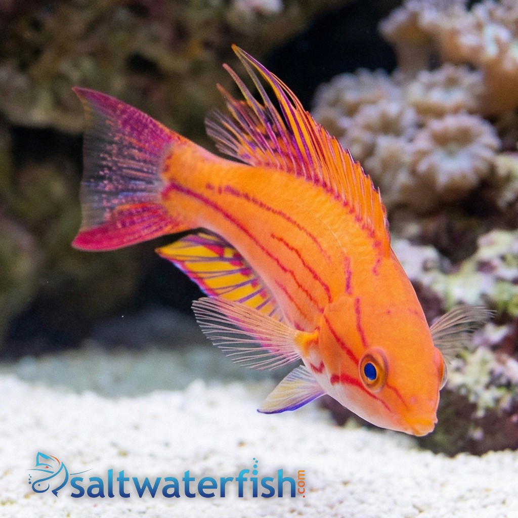 Yellow-Fin Flasher Wrasse