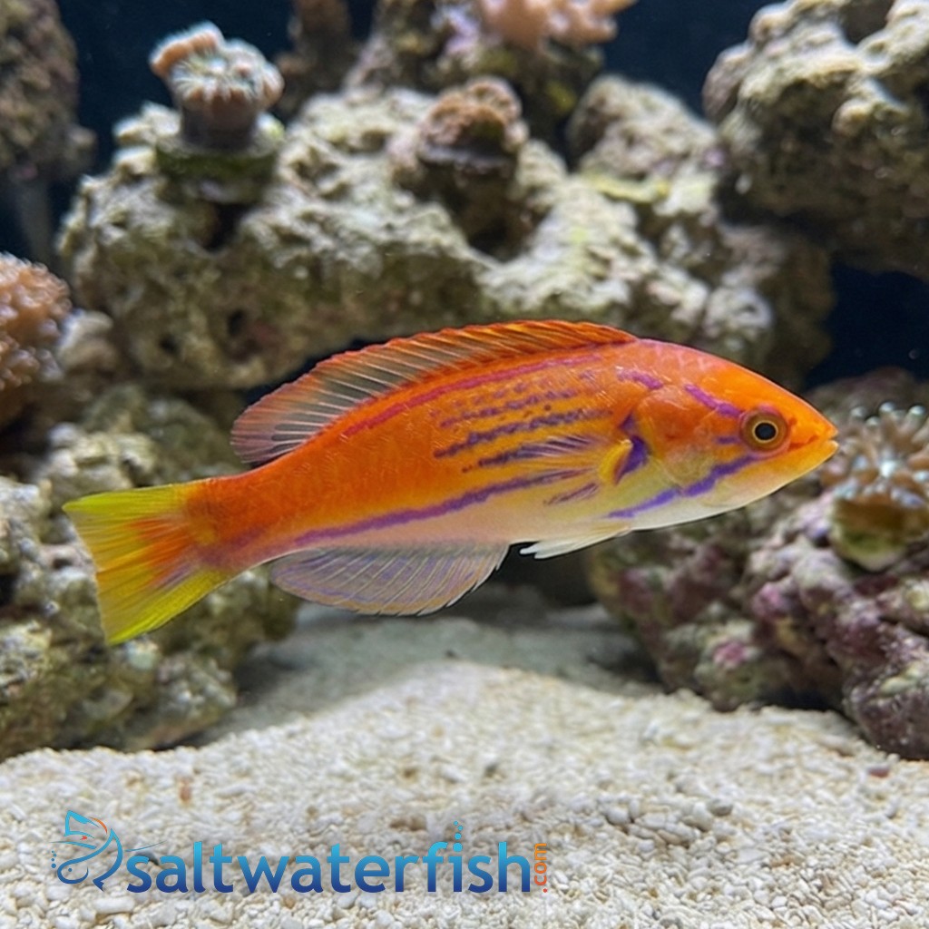 Madagascar Half-Banded Flasher Wrasse