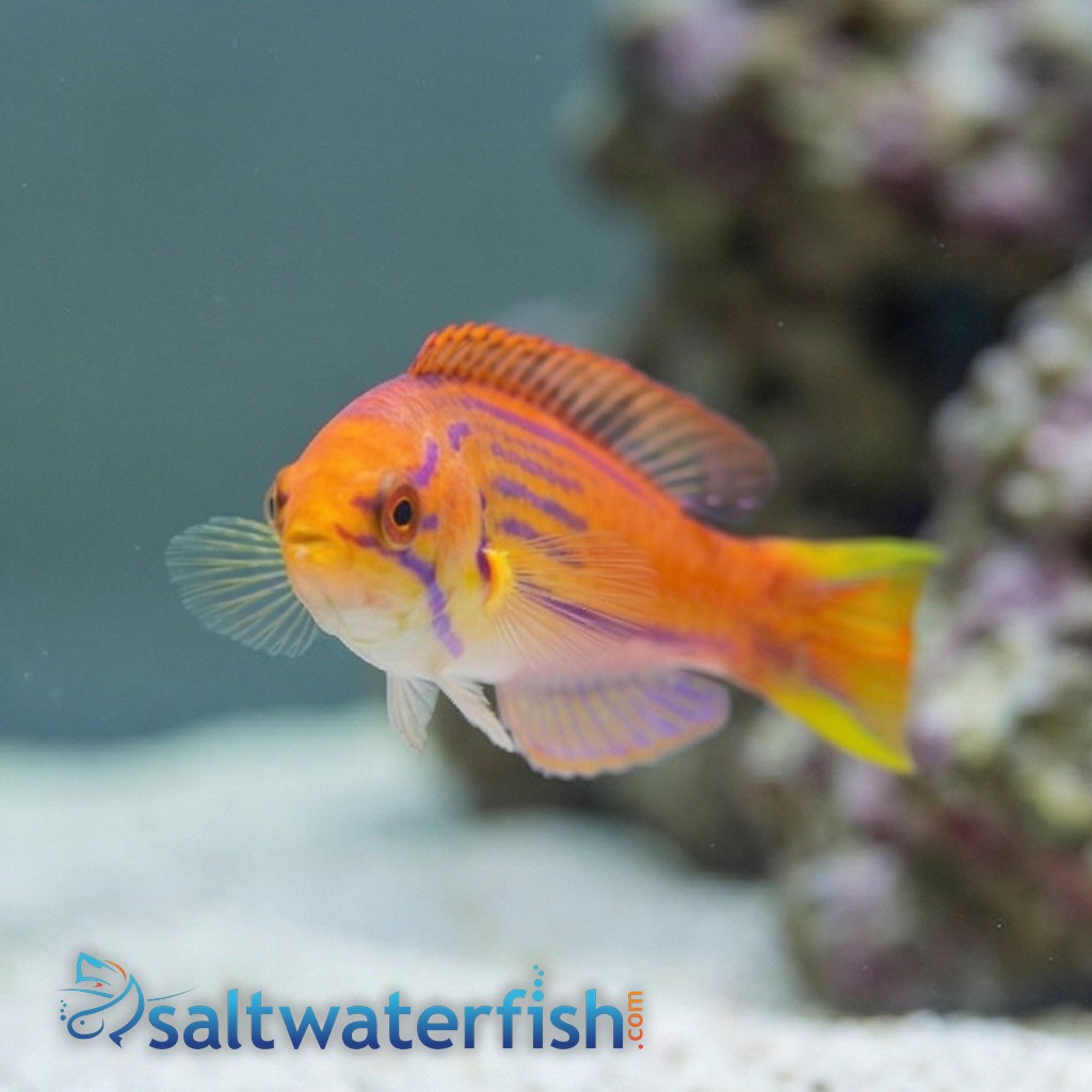 Madagascar Half-Banded Flasher Wrasse