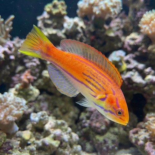 Madagascar Half-Banded Flasher Wrasse