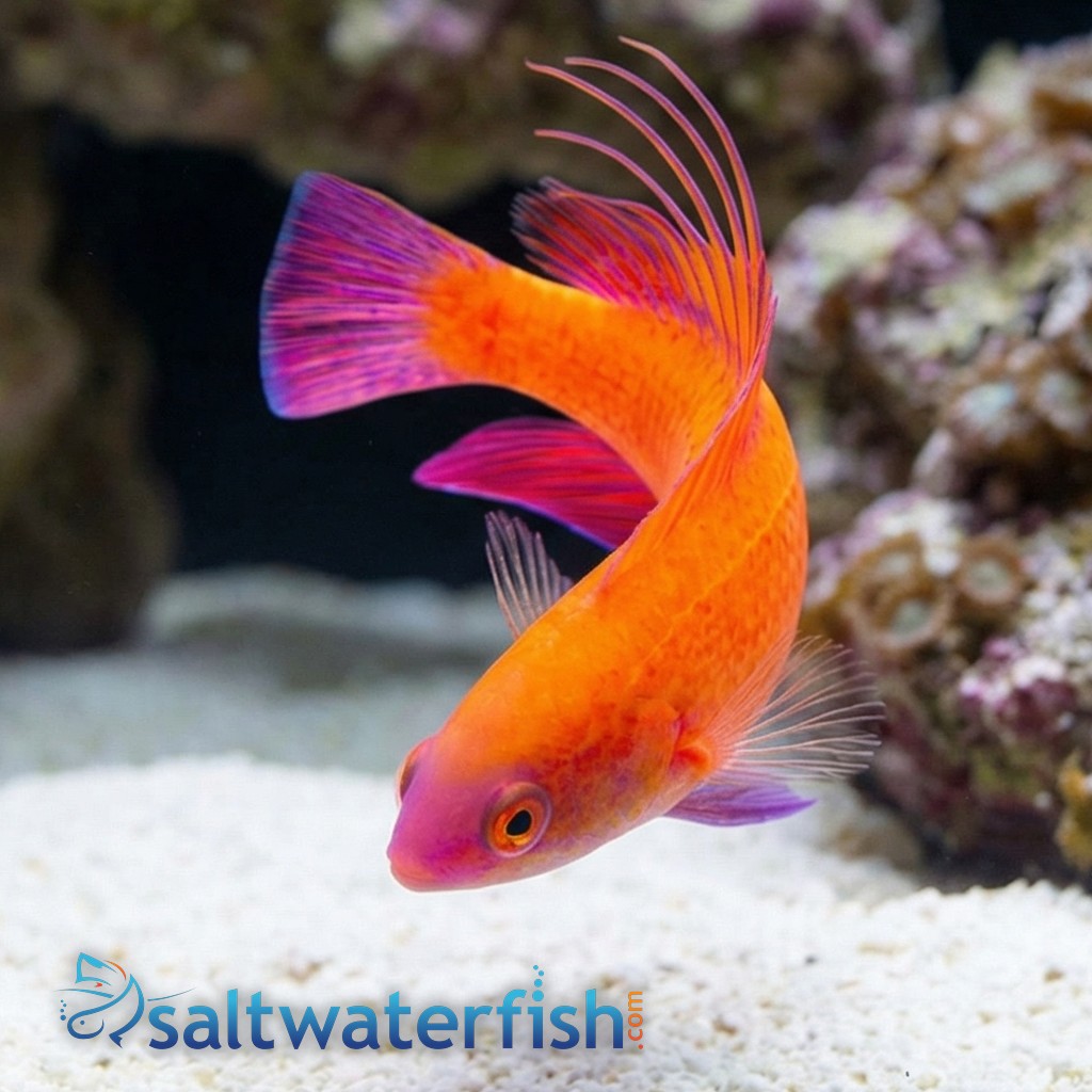 Line Spot Flasher Wrasse