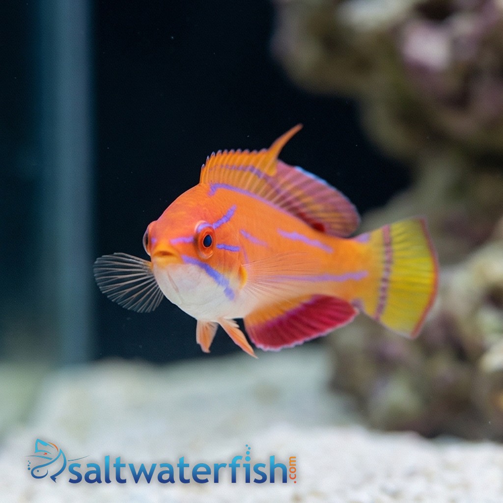 McCosker's Flasher Wrasse