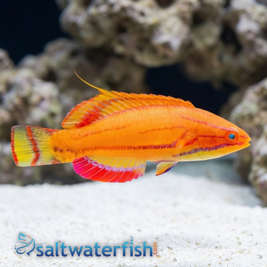 McCosker's Flasher Wrasse
