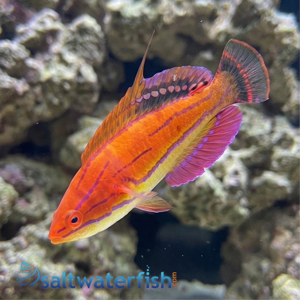 McCosker's Flasher Wrasse