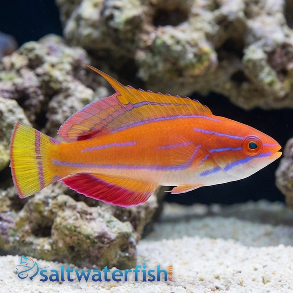 McCosker's Flasher Wrasse