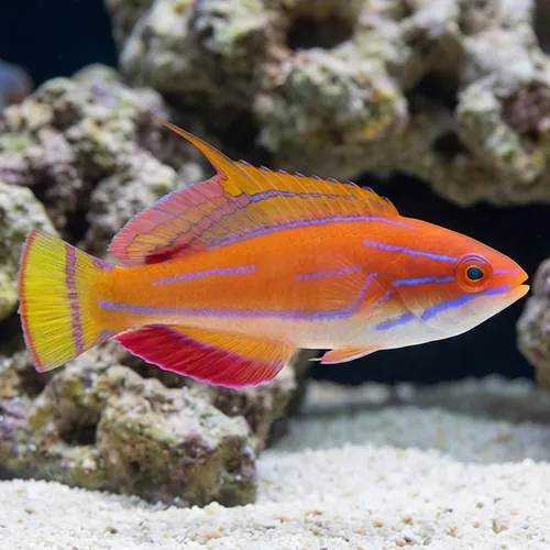 McCosker's Flasher Wrasse