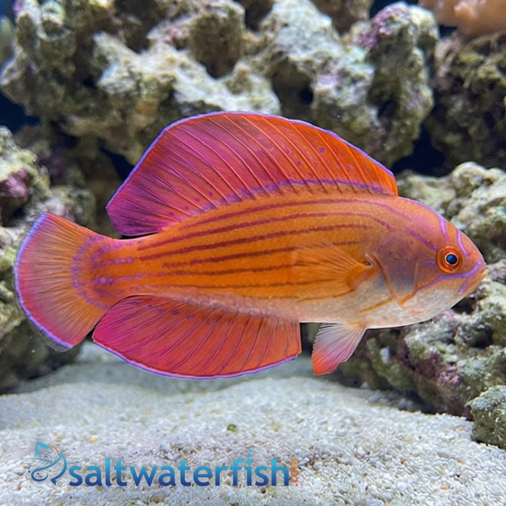 Eight Line Flasher Wrasse - Red Sea