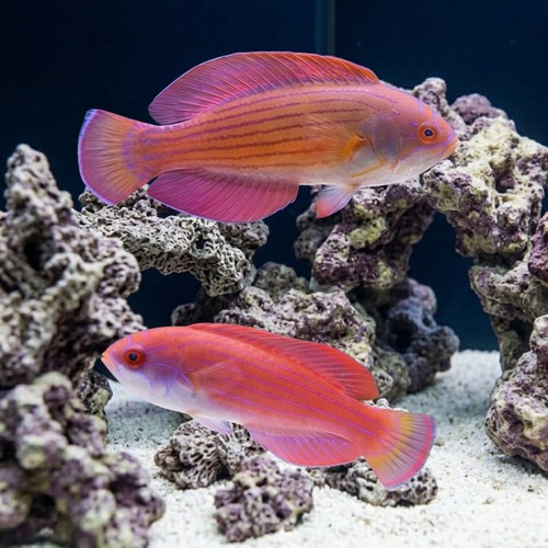 Eight Line Flasher Wrasse - Red Sea