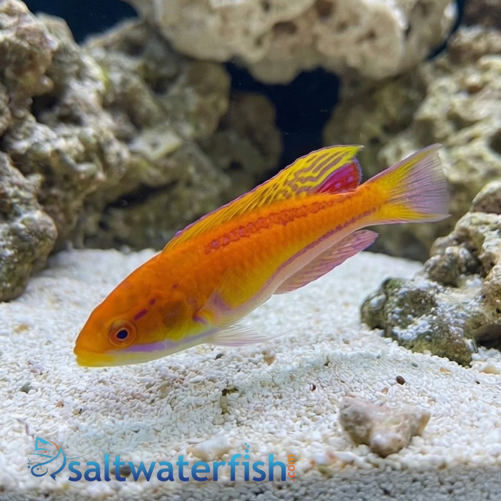 Mauritius Flasher Wrasse