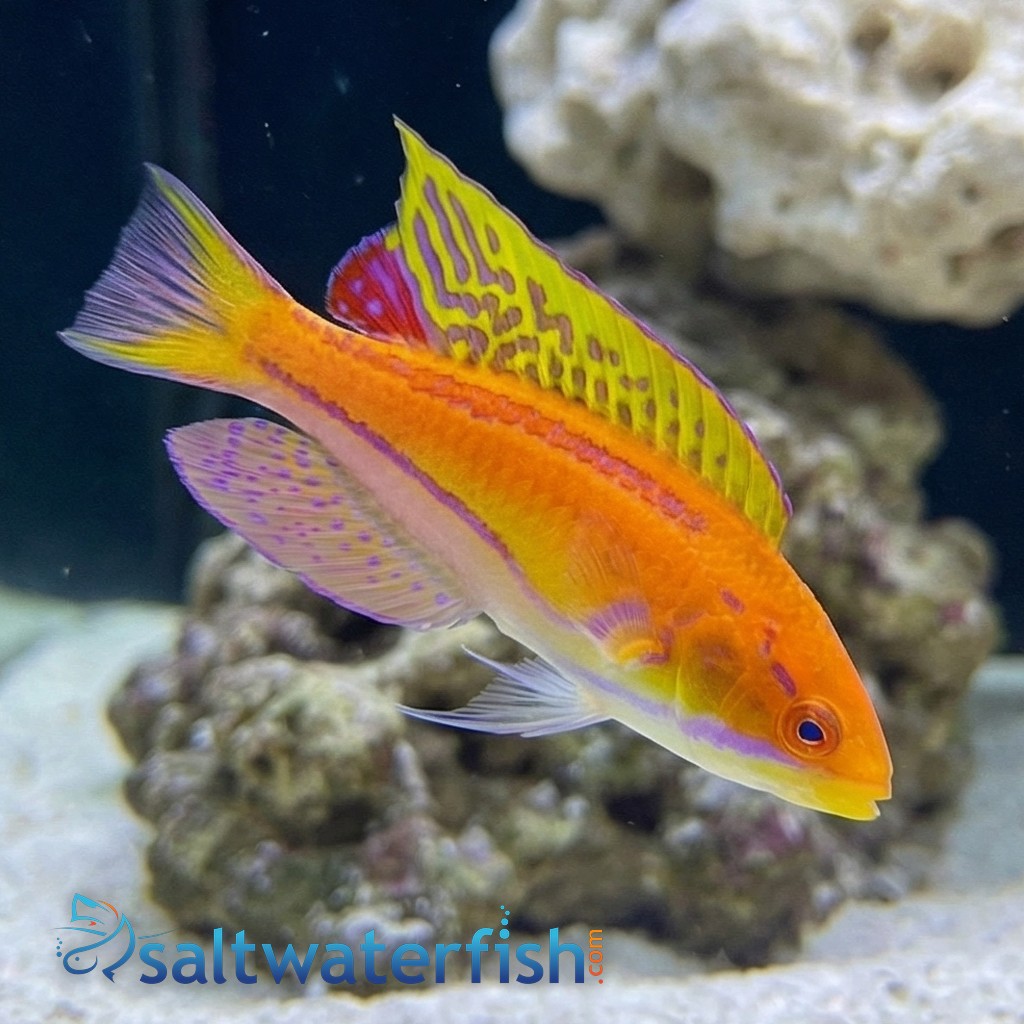 Mauritius Flasher Wrasse