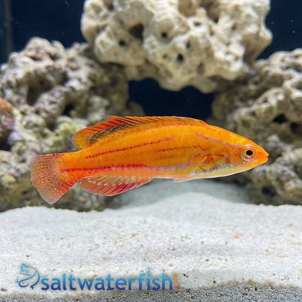 Red Tail Flasher Wrasse