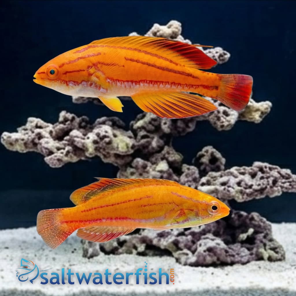 Red Tail Flasher Wrasse