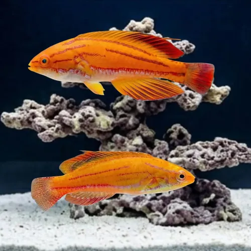 Red Tail Flasher Wrasse