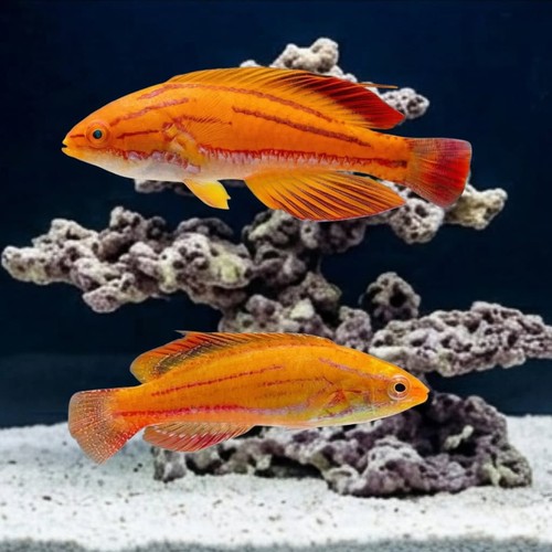 Red Tail Flasher Wrasse: Pair - Fiji MAC Certified