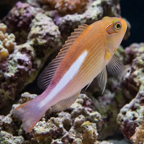 Arc Eye Hawkfish