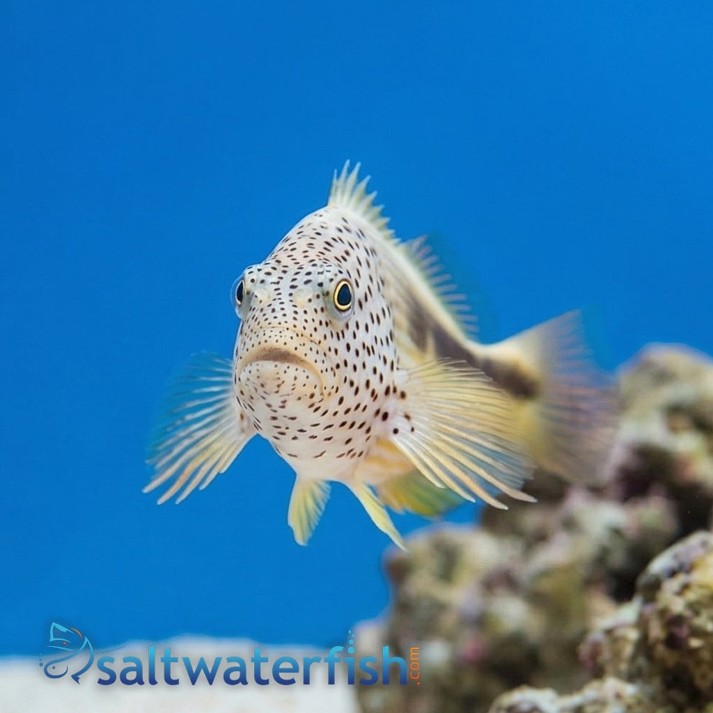 Freckled Hawkfish