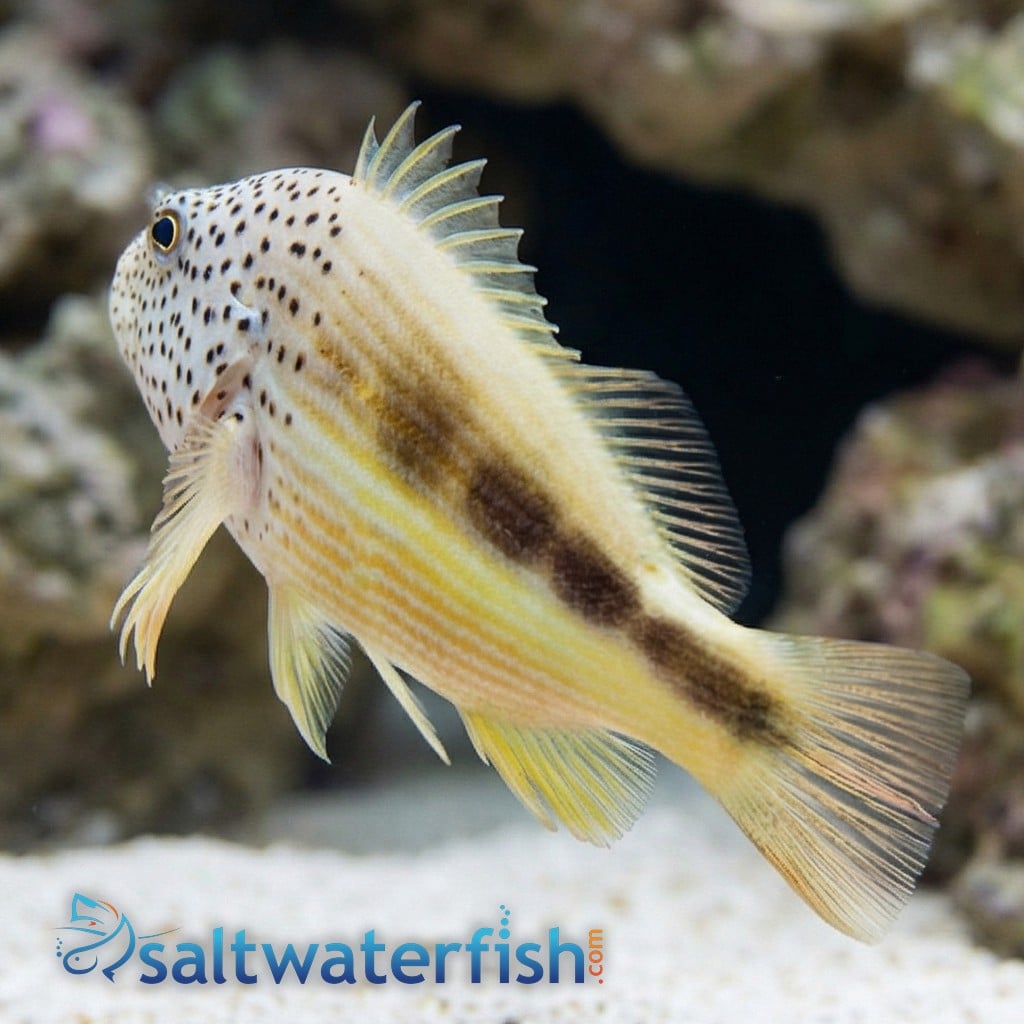 Freckled Hawkfish