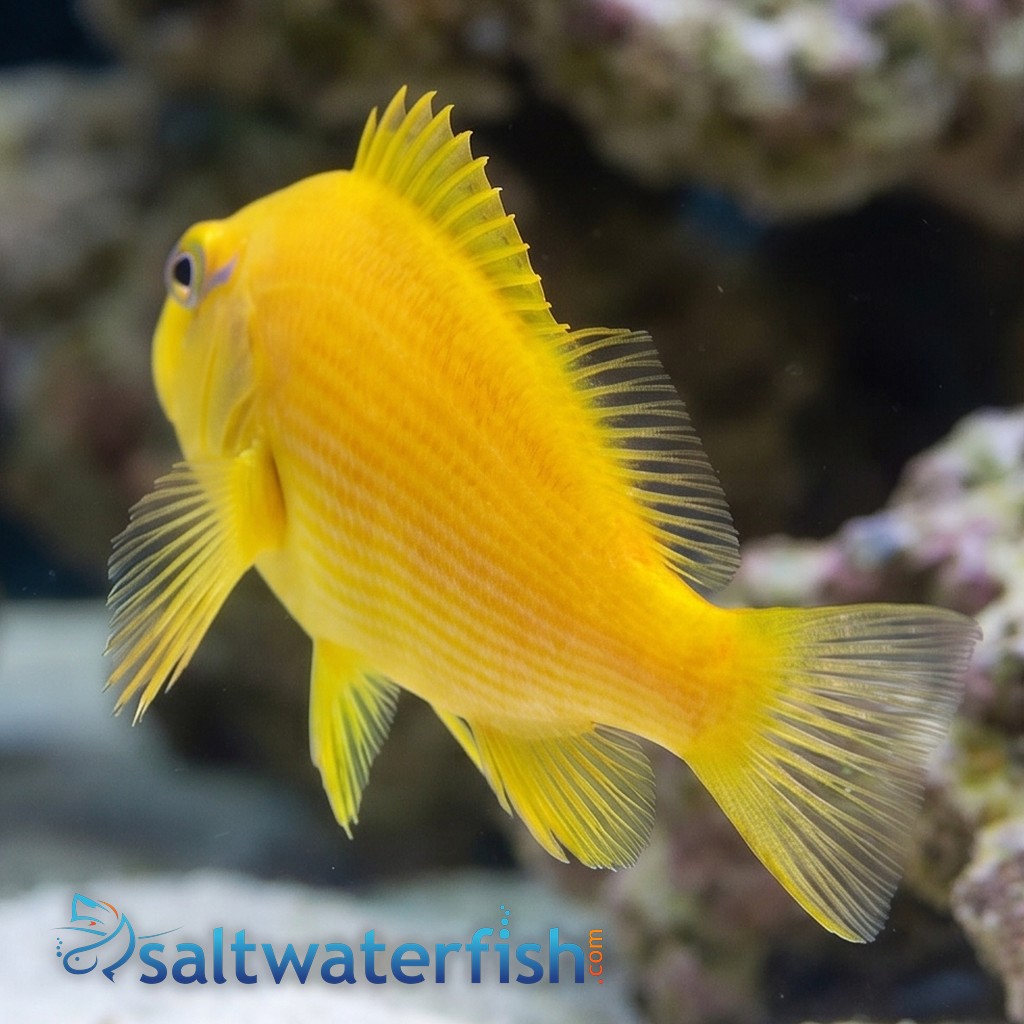 Golden Blue Line Hawkfish  