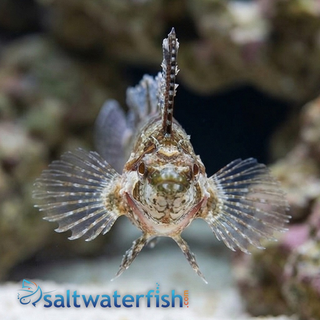 Rhino Blenny - Atlantic