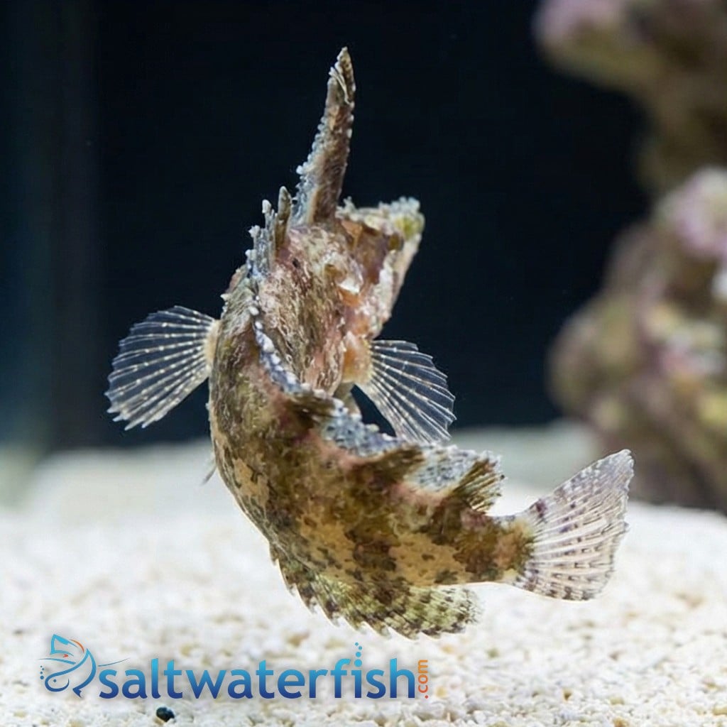 Rhino Blenny - Atlantic