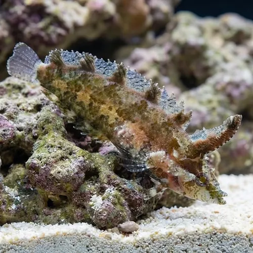 Rhino Blenny - Atlantic