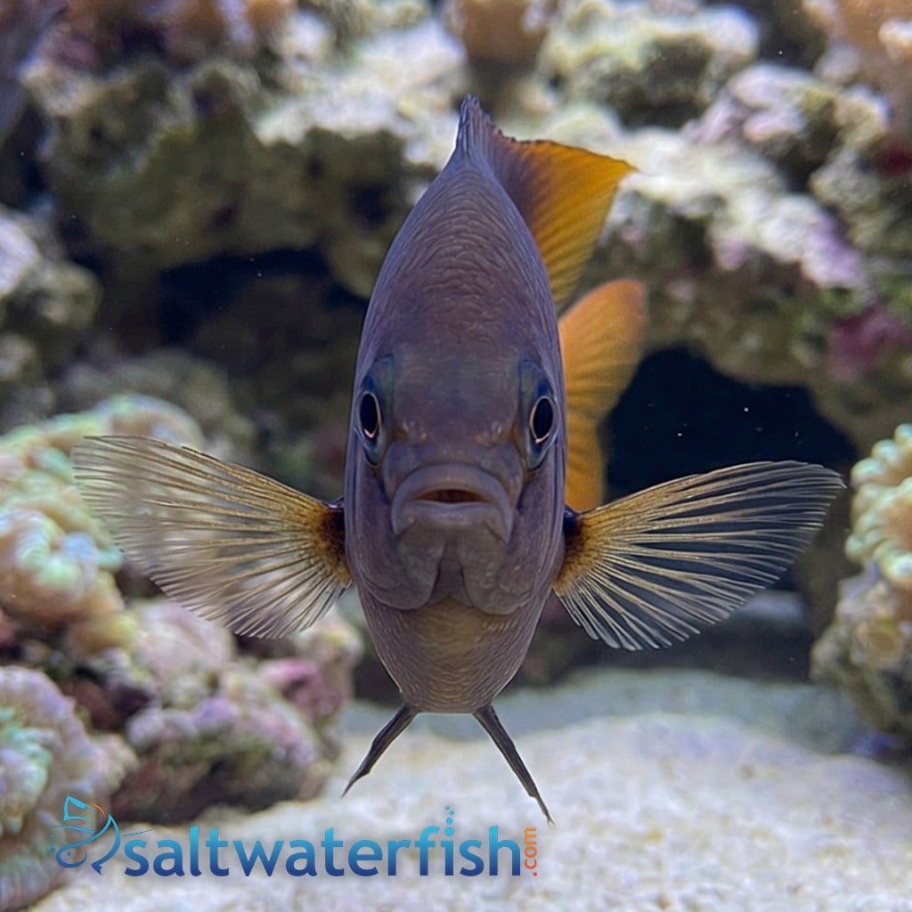 Blackmouth Bicolor Chromis - MAC Certified