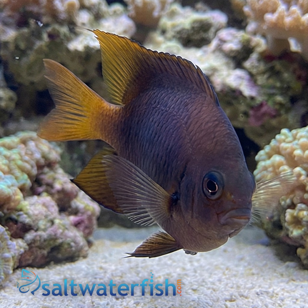 Blackmouth Bicolor Chromis - MAC Certified