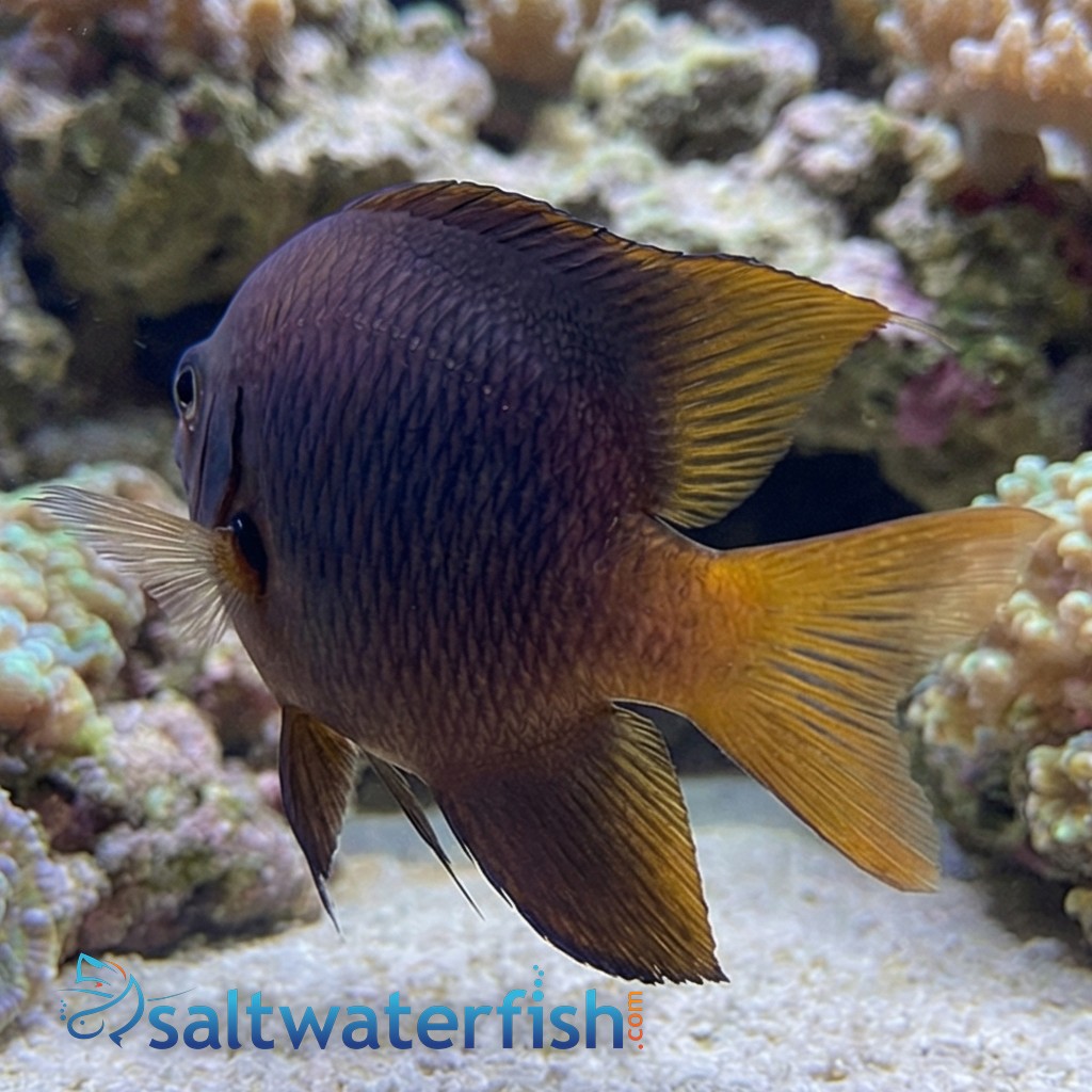 Blackmouth Bicolor Chromis - MAC Certified