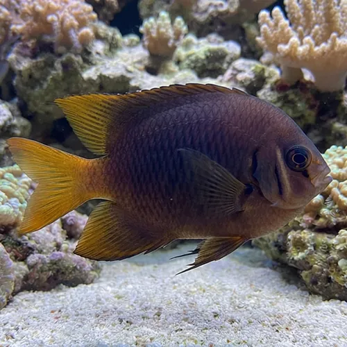 Blackmouth Bicolor Chromis - MAC Certified