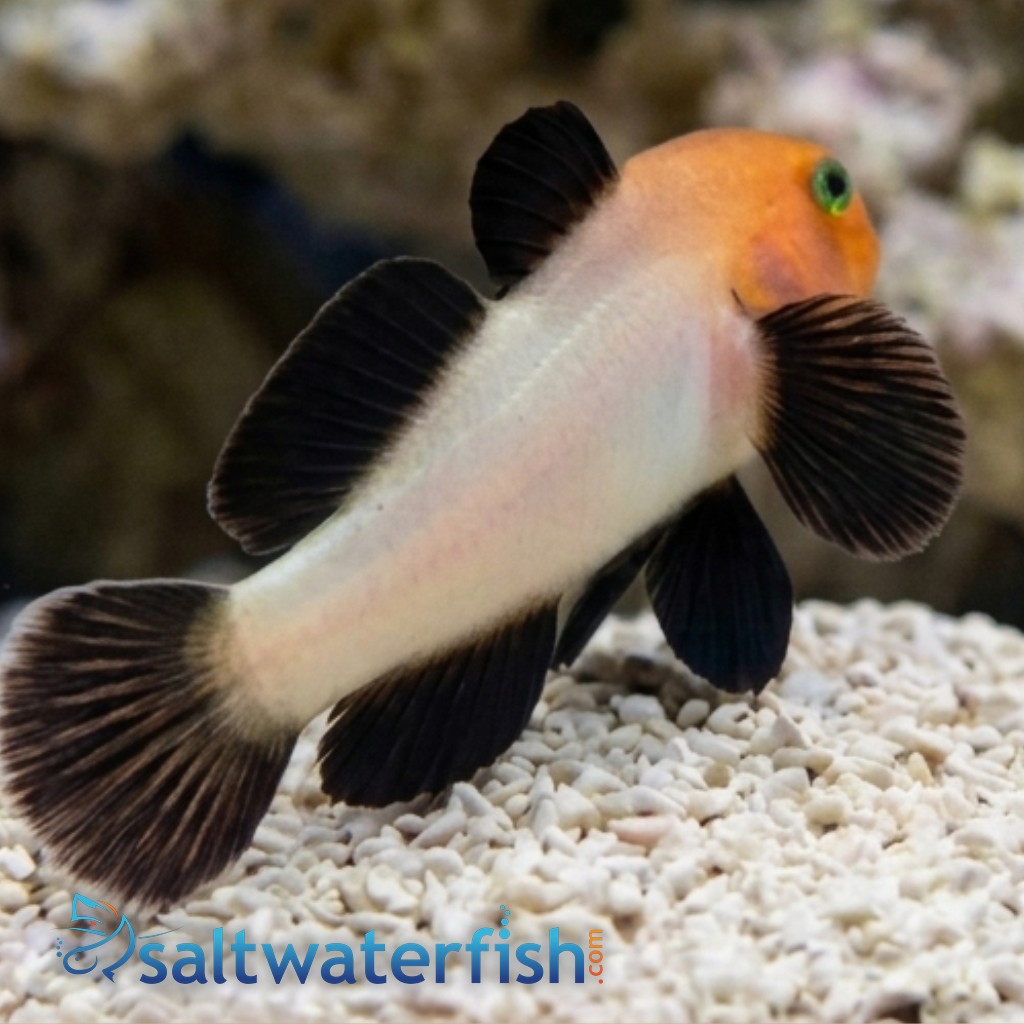 Panda Goby