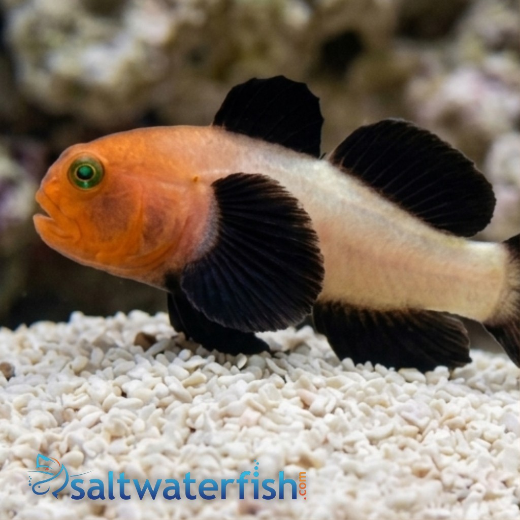 Panda Goby
