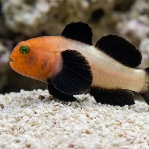 Panda Goby