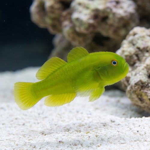 Emerald Coral Goby - Indo Pacific