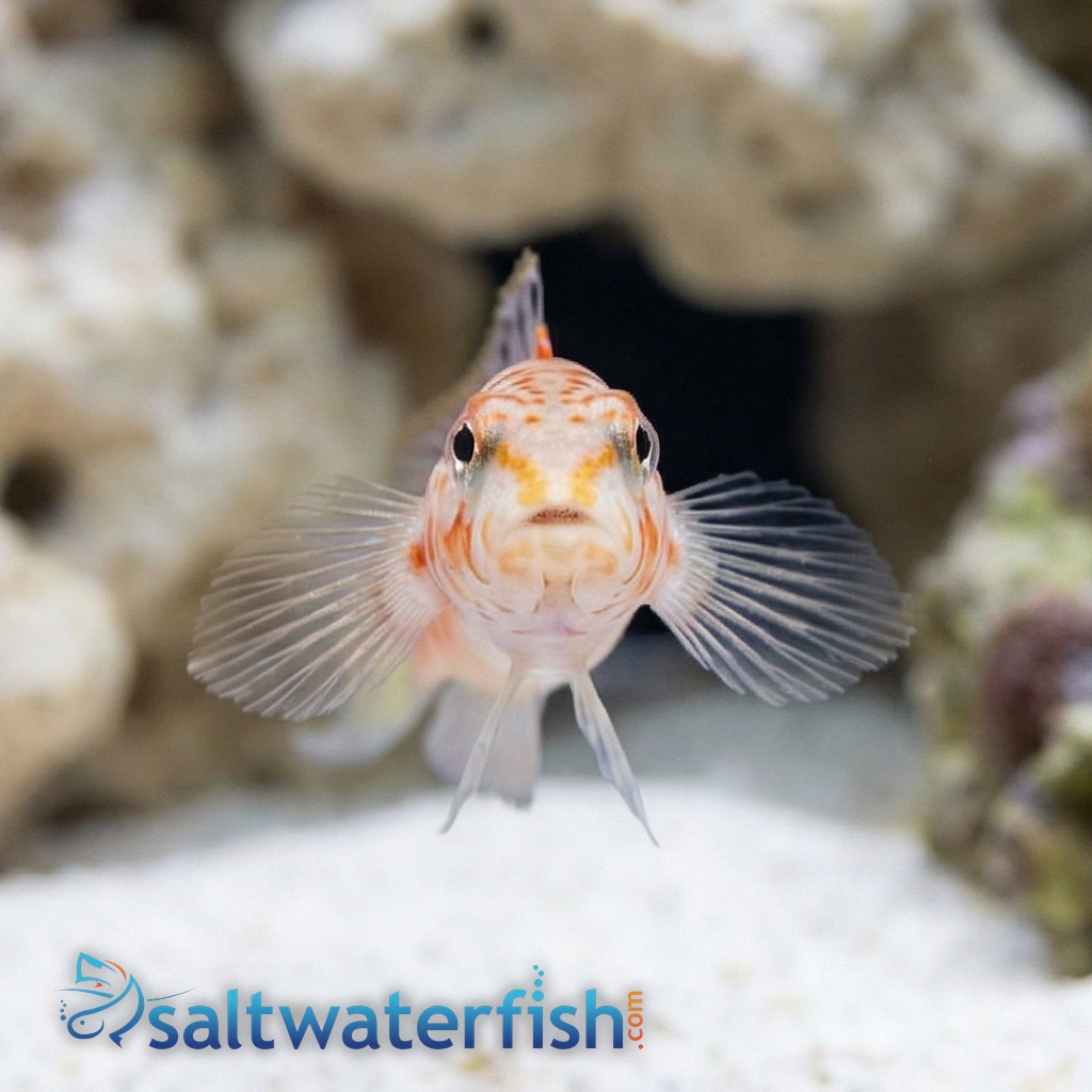U Mark Sandperch - Red Sea