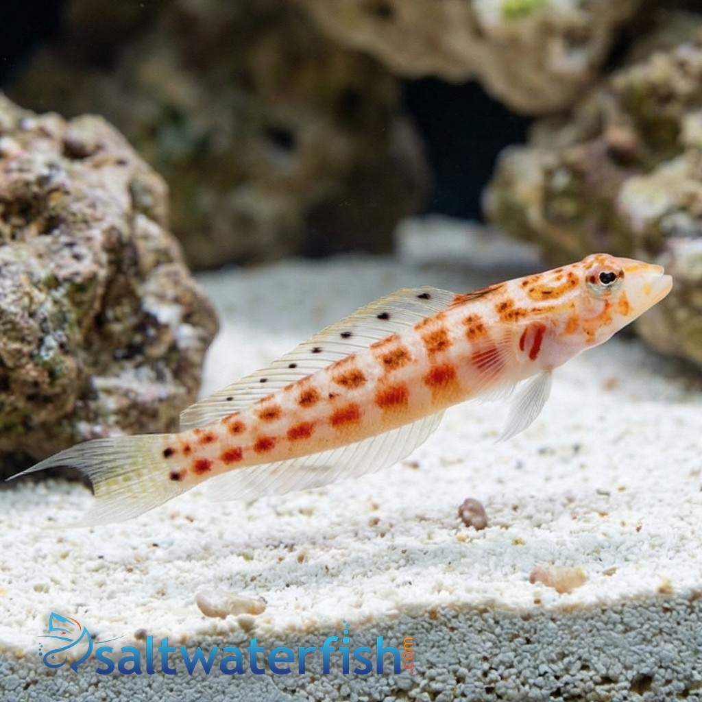 U Mark Sandperch - Red Sea