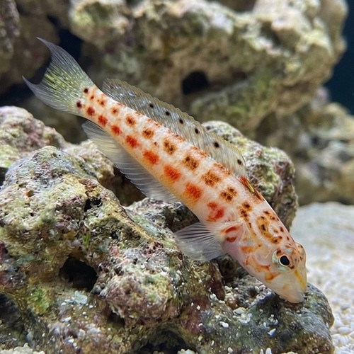 U Mark Sandperch - Red Sea