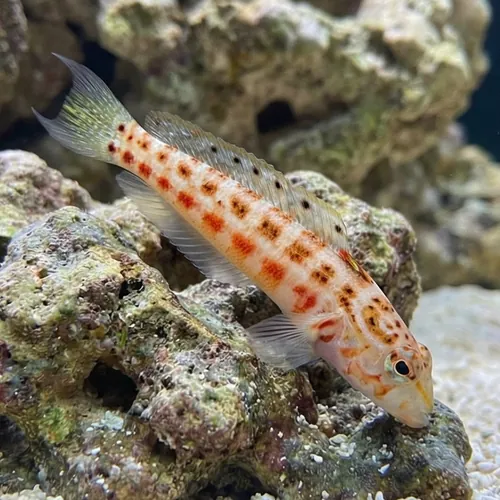 U Mark Sandperch - Red Sea