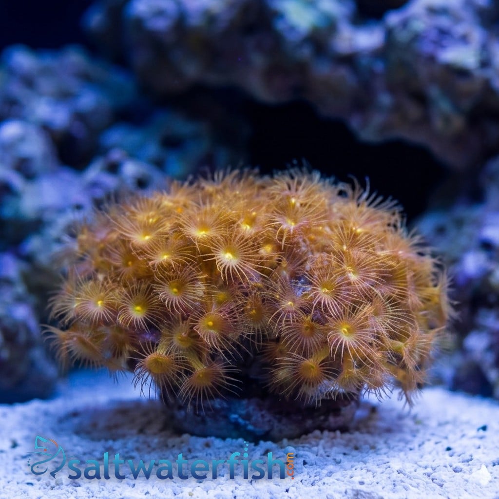 Yellow Polyp