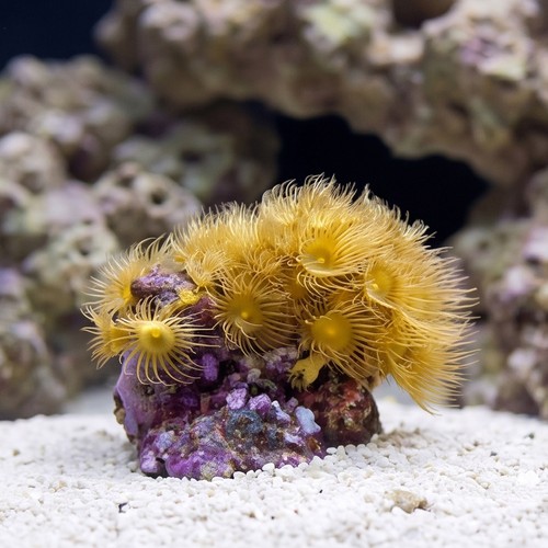 Yellow Polyp