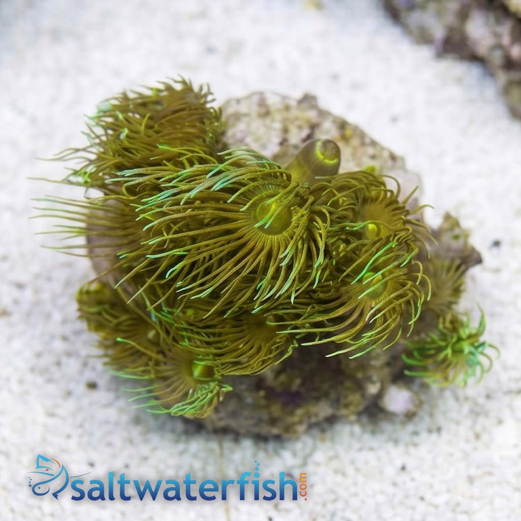 Yellow Polyp: Nano - Aquacultured
