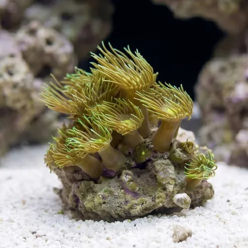 Yellow Polyp: Nano - Aquacultured