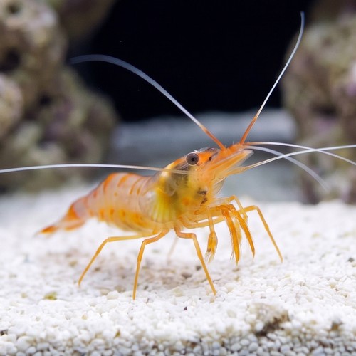 Sugar Cane Shrimp - Indo Pacific