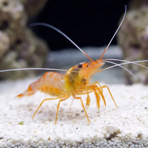 Sugar Cane Shrimp - Indo Pacific