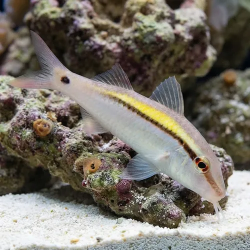 Dot-and-Dash Goatfish - Fiji
