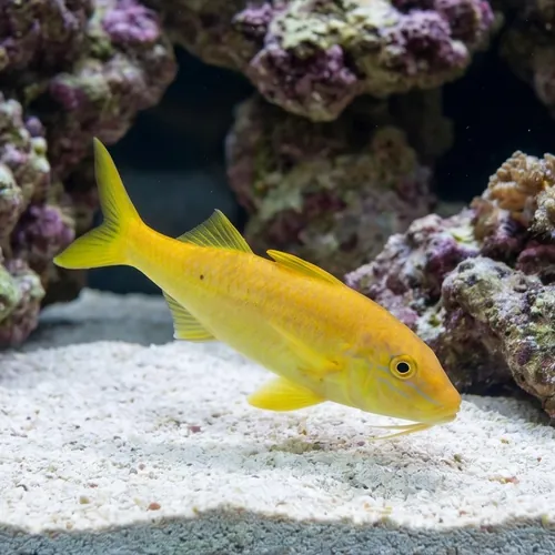 Goldsaddle Goatfish