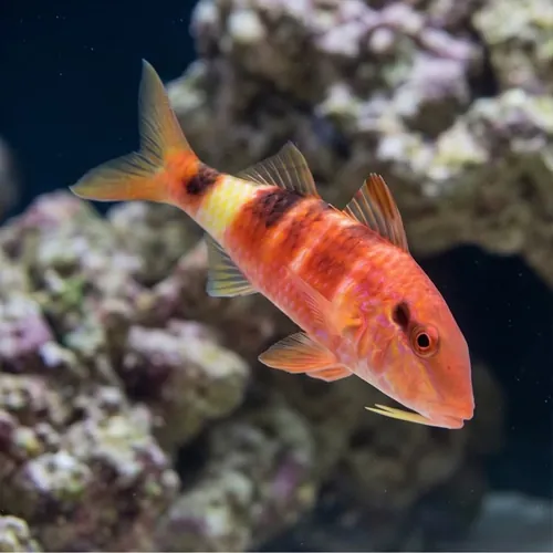 Red Goatfish - South Pacific