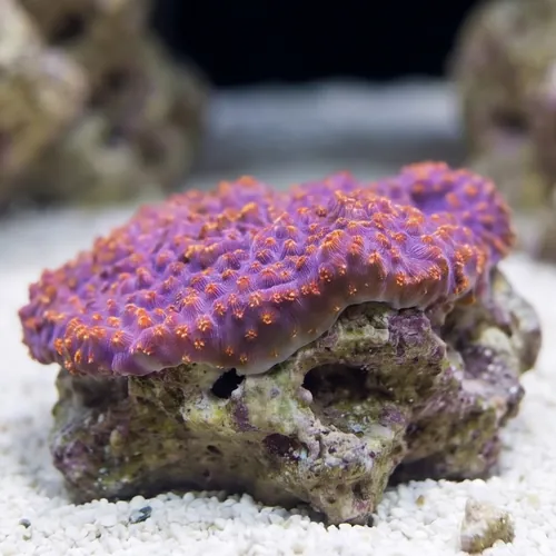 Cactus Pavona Coral: Orange