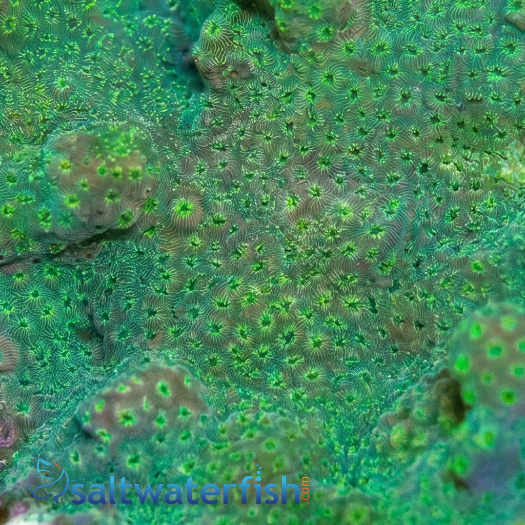 Cactus Pavona Coral: Green  
