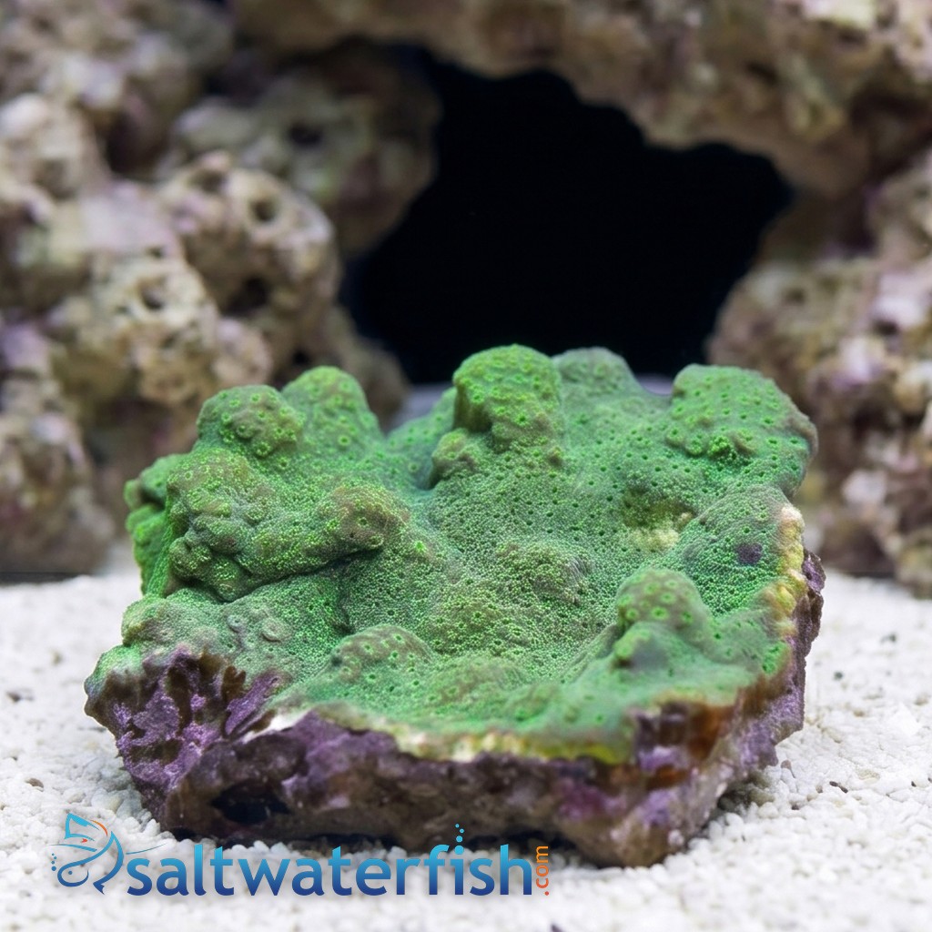 Cactus Pavona Coral: Green  